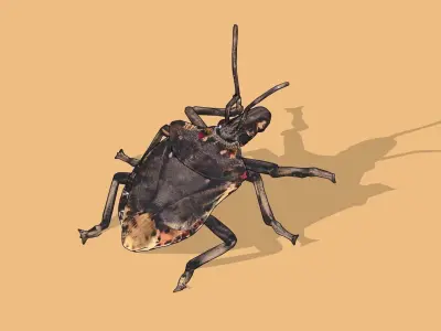Stink bug Low-poly 3D model