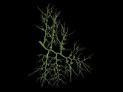 3D Utricularia model branch of plant Low-poly 3D model