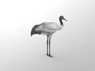 Crane Bird Low Poly  Low-poly 3D model