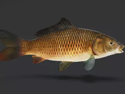 Freshwater Fish Collection 3D model