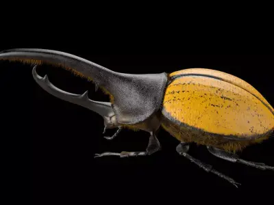 Hercules Beetle Insect Low-poly 3D model