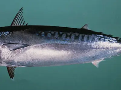 Ikan Tongkol - Mackerel Tuna Fish Free 3D print model