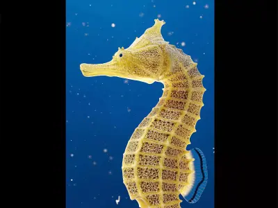Pacific Seahorse Low-poly 3D model