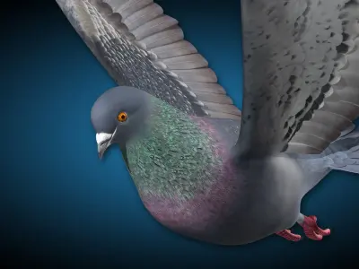 Pigeon B - Flight 3D model