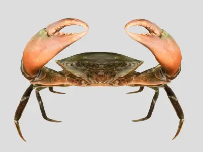 Sea Crab  Realistic Animated Low-poly 3D model