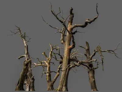 600-year-old dead oaks - ENTS Package 3D model
