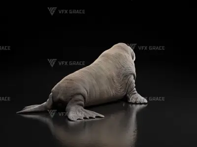 Walrus Animation - Blender 3D model