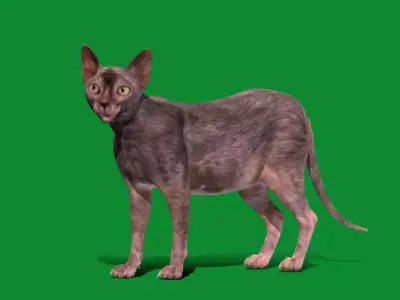 Lykoi Wolf Cat Free 3D model