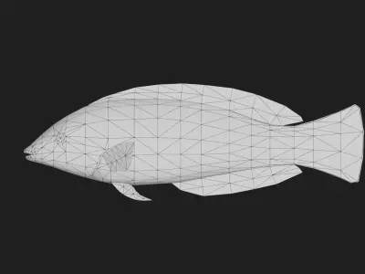 Wrasse Low-poly 3D model