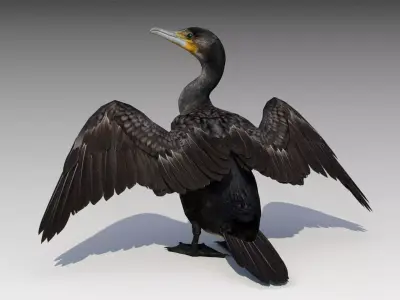 Great Cormorant Low-poly 3D model