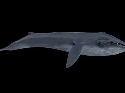 Blue whale 3D model