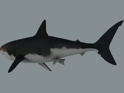 Megalodon Shark Low-poly 3D model