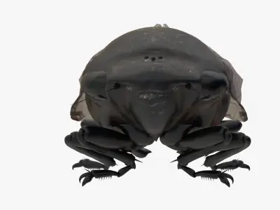 Cicada Low-poly 3D model