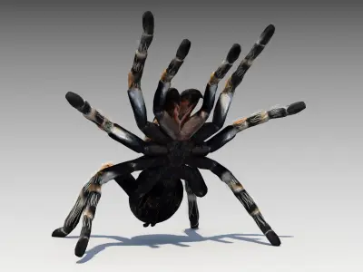Tarantula Animated Low-poly 3D model