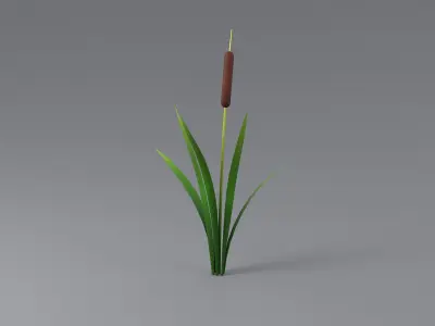 Cartoon Cattail 01 3D model