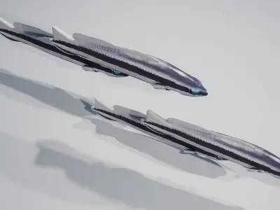 Striped Dottyback Fish Free 3D model