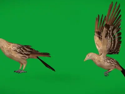 Guira Cuckoos Bird Low-poly 3D model