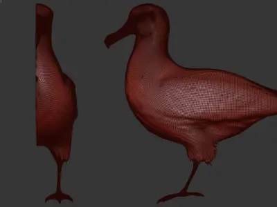 bird Albatross Free 3D model