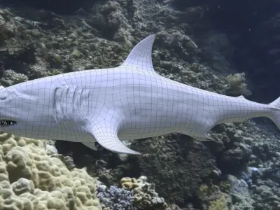 3D Model Shark Maco Low-poly 3D model