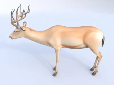 Saiga Antelope 3D model