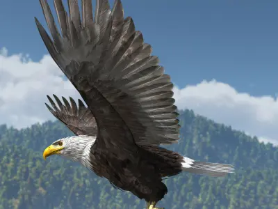 American Bald Eagle - rigged - animated 3D model