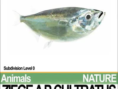 Ziege A animals ap cultivatus 3D model