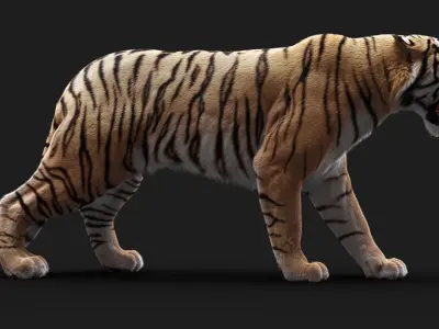 Bengal Tiger RIG Yeti 3D model purchase