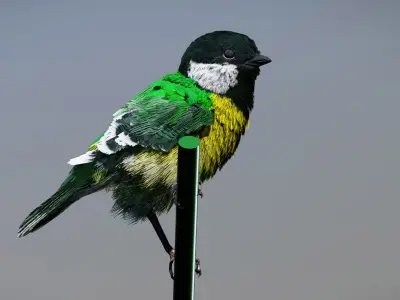 Great Tit 3D model
