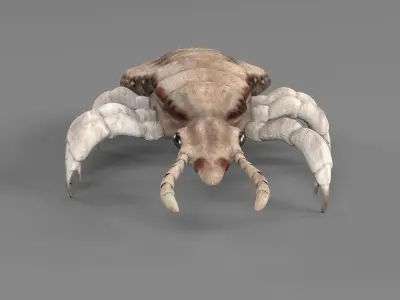 PHOTOREALISTIC ANIMATED LICE 3D model