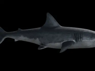 White Shark Low-poly 3D model