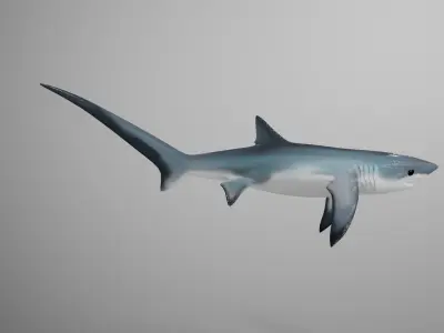 Thresher Shark Low-poly 3D model