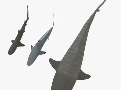 Sharks collection shark Low-poly 3D model