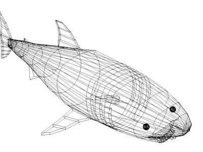 Shark - Great White 3D model