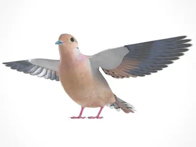 3D Bird Pack Mourning Dove Male and Female Low-poly 3D model Low-poly 3D model