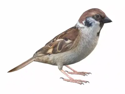Sparrow Male 3D model