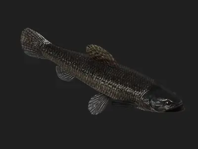 Carpfish Low-poly 3D model