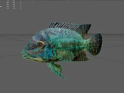Parrotcichlid Low-poly 3D model