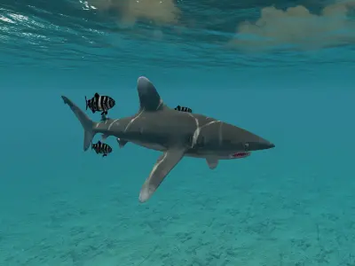 Oceanic White tip Shark Low-poly 3D model