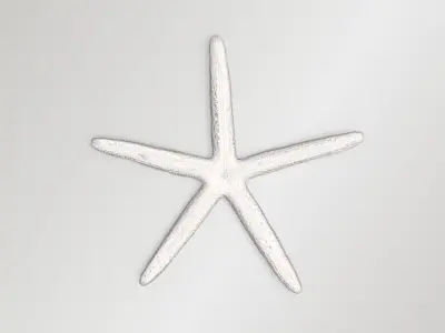 Finger Starfish Low-poly 3D model