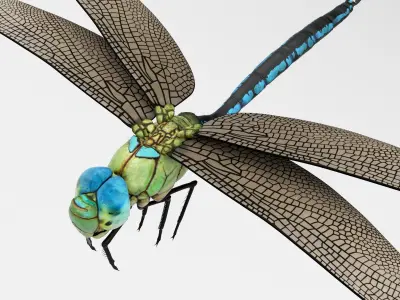 Anax Imperator 3D model