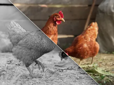 Red Hen Animated VFX Grace 3D model