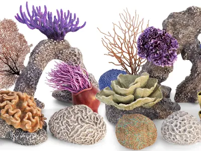 Coral Reef Collection 3D model