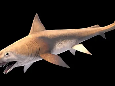 Edestus Shark Asset Pack Low-poly 3D model