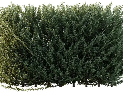 AV Gray Box Westringia Fruticosa Coastal Rosemary 3D model