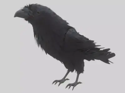 Animated Low Poly Raven Model With PBR Materials Low-poly 3D model