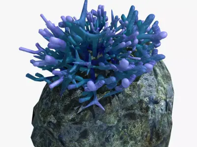 Coral on rock 3D model