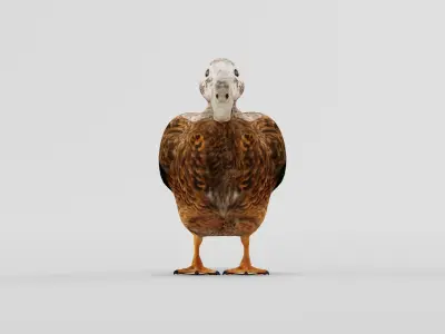 Laysan Teal Duck Bird 3D model