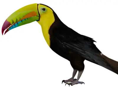 Keel Billed Toucan Bird Low-poly 3D model