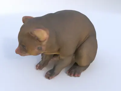 Kinkajou 3D model