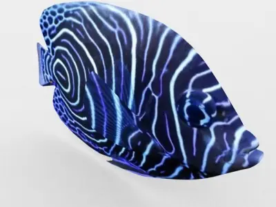 Angelfish Emperor Low-poly 3D model